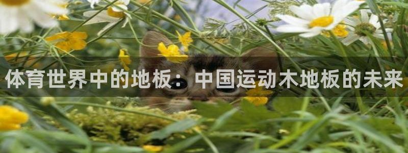 vsport体育官方正版app神州：体育世界中的地板