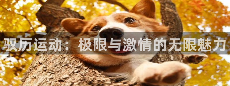 vsport体育官网下载招商电话号码查询：驭历运动：